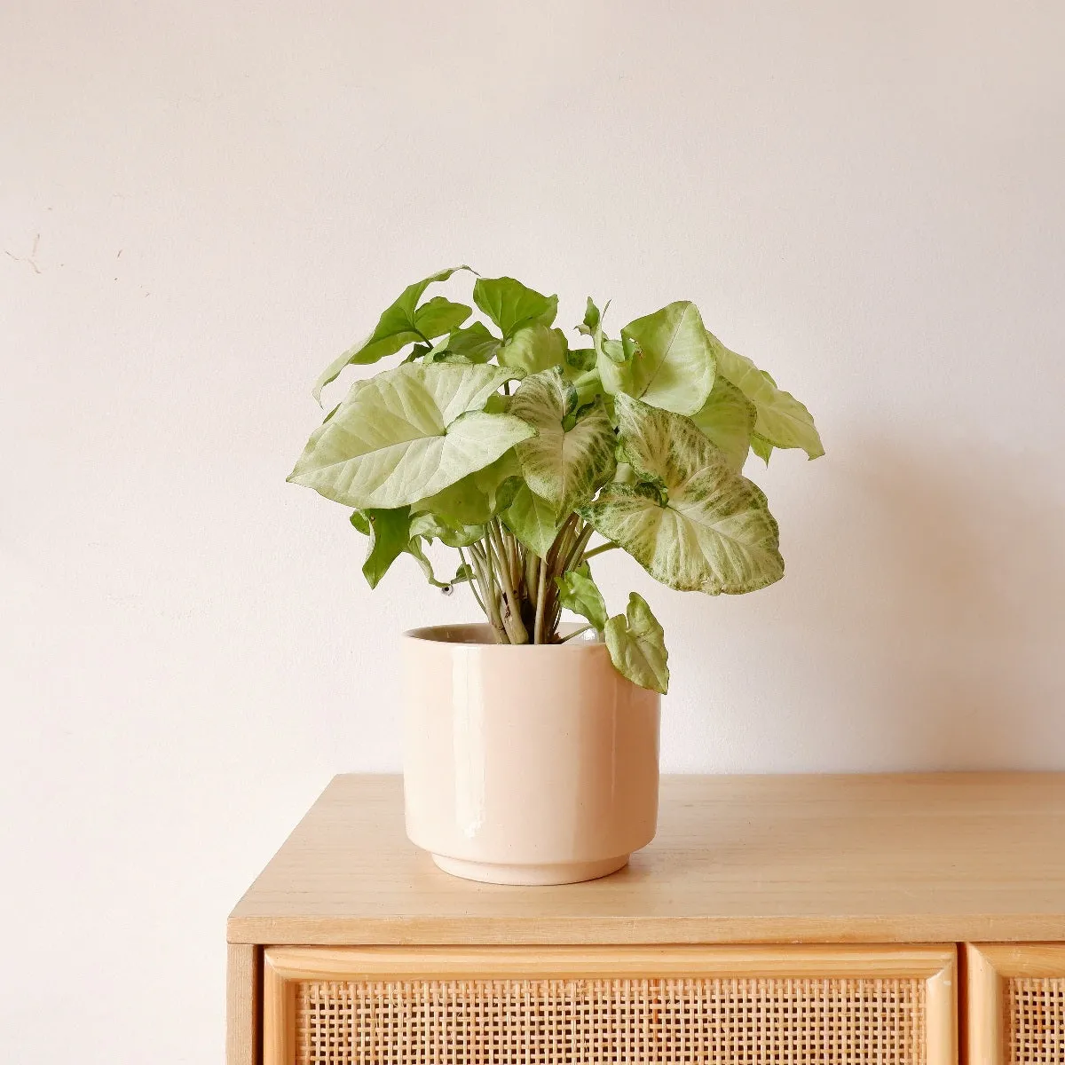 Arrowhead Plant - White Butterfly