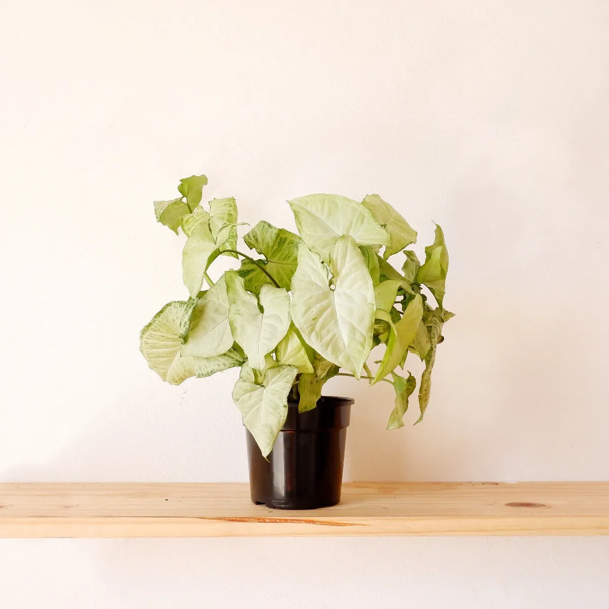 Arrowhead Plant - White Butterfly