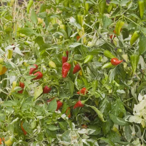 Fish Pepper Seeds (Capsicum annuum)