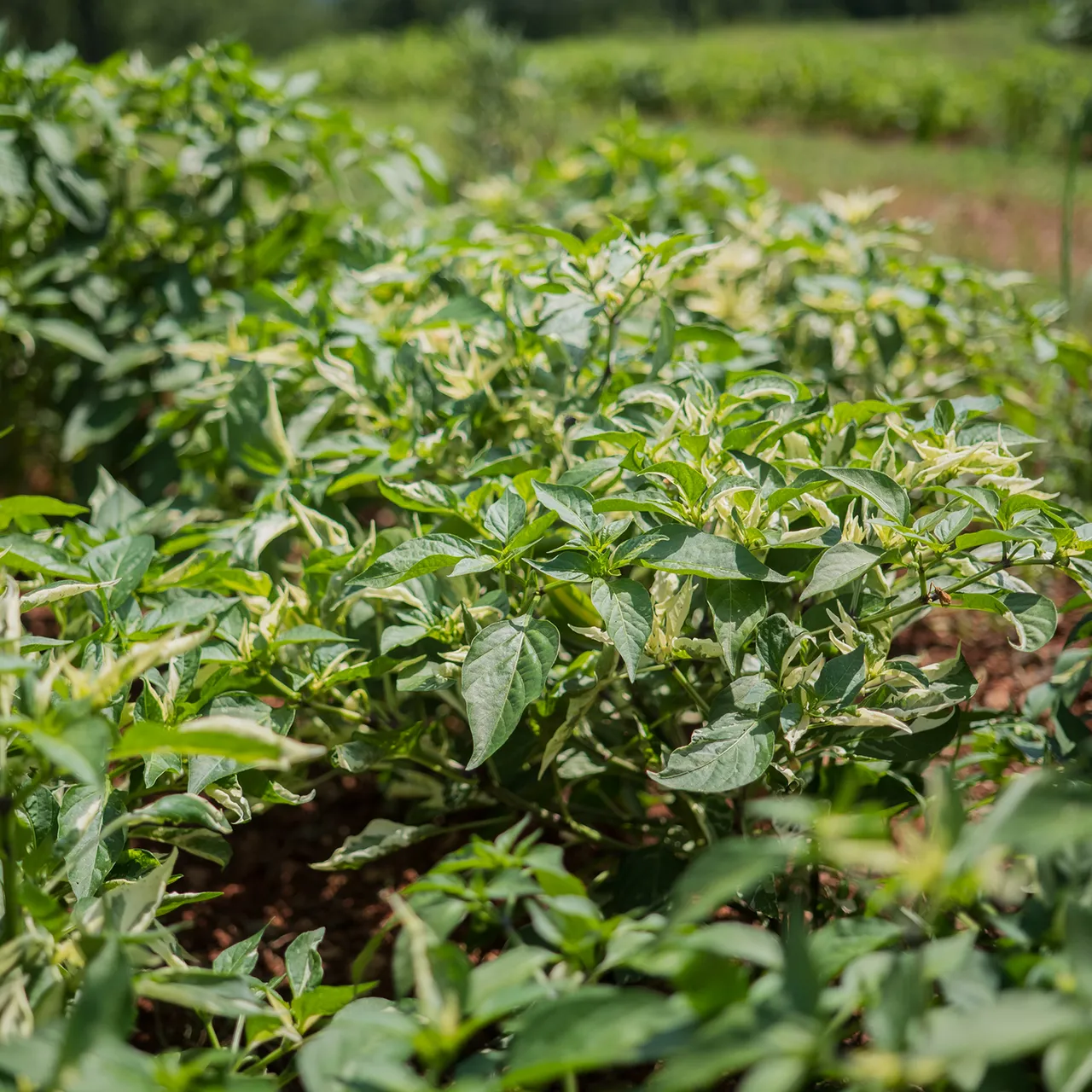 Fish Pepper Seeds (Capsicum annuum)