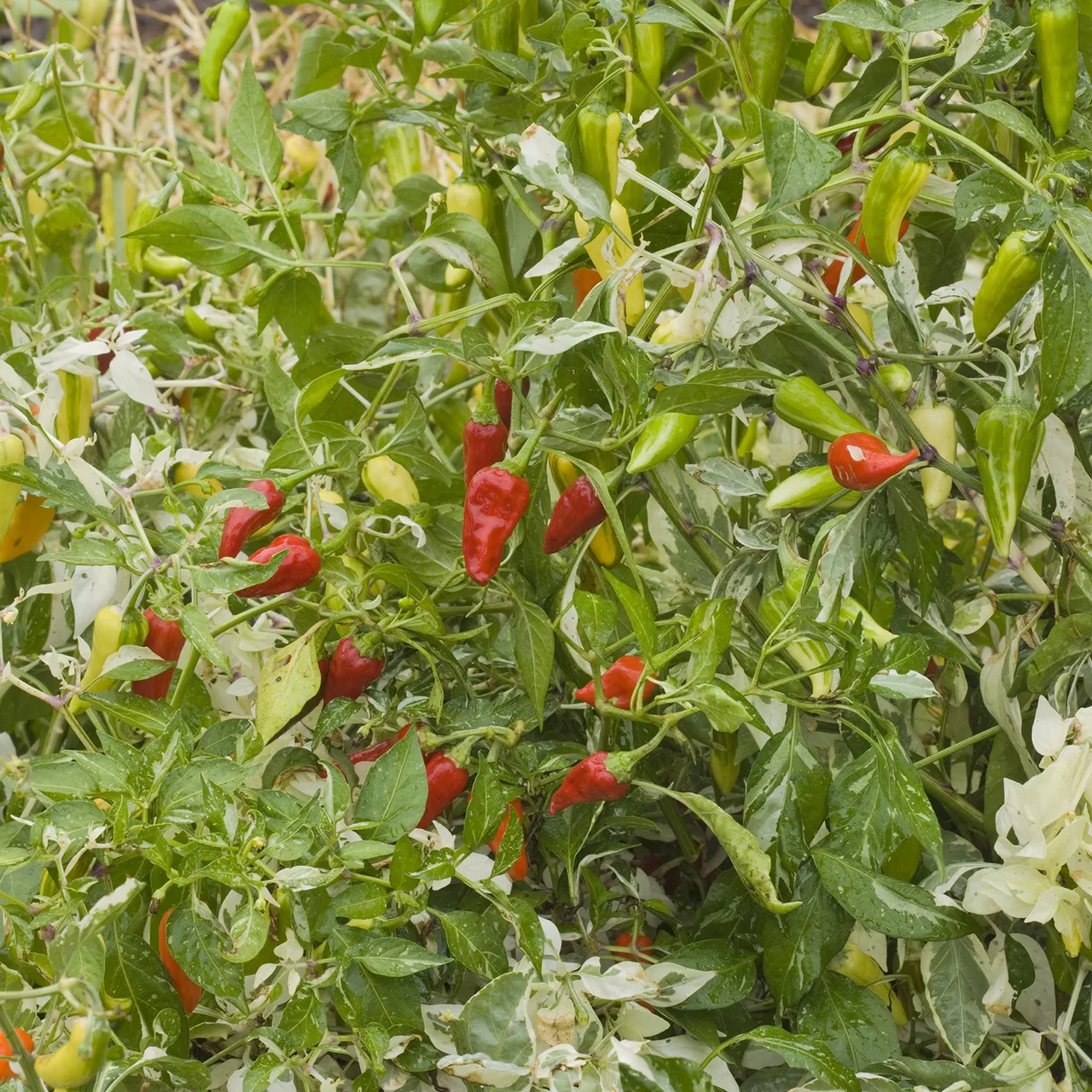 Fish Pepper Seeds (Capsicum annuum)