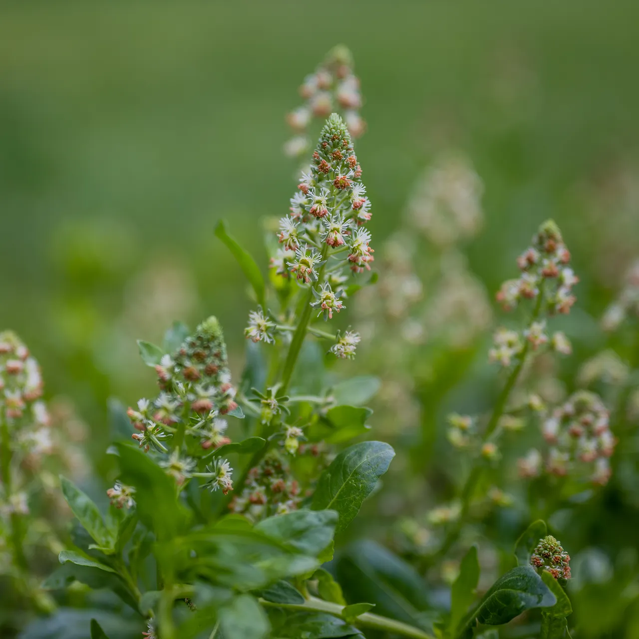 Mignonette Seeds (Reseda odorata grandiflora)