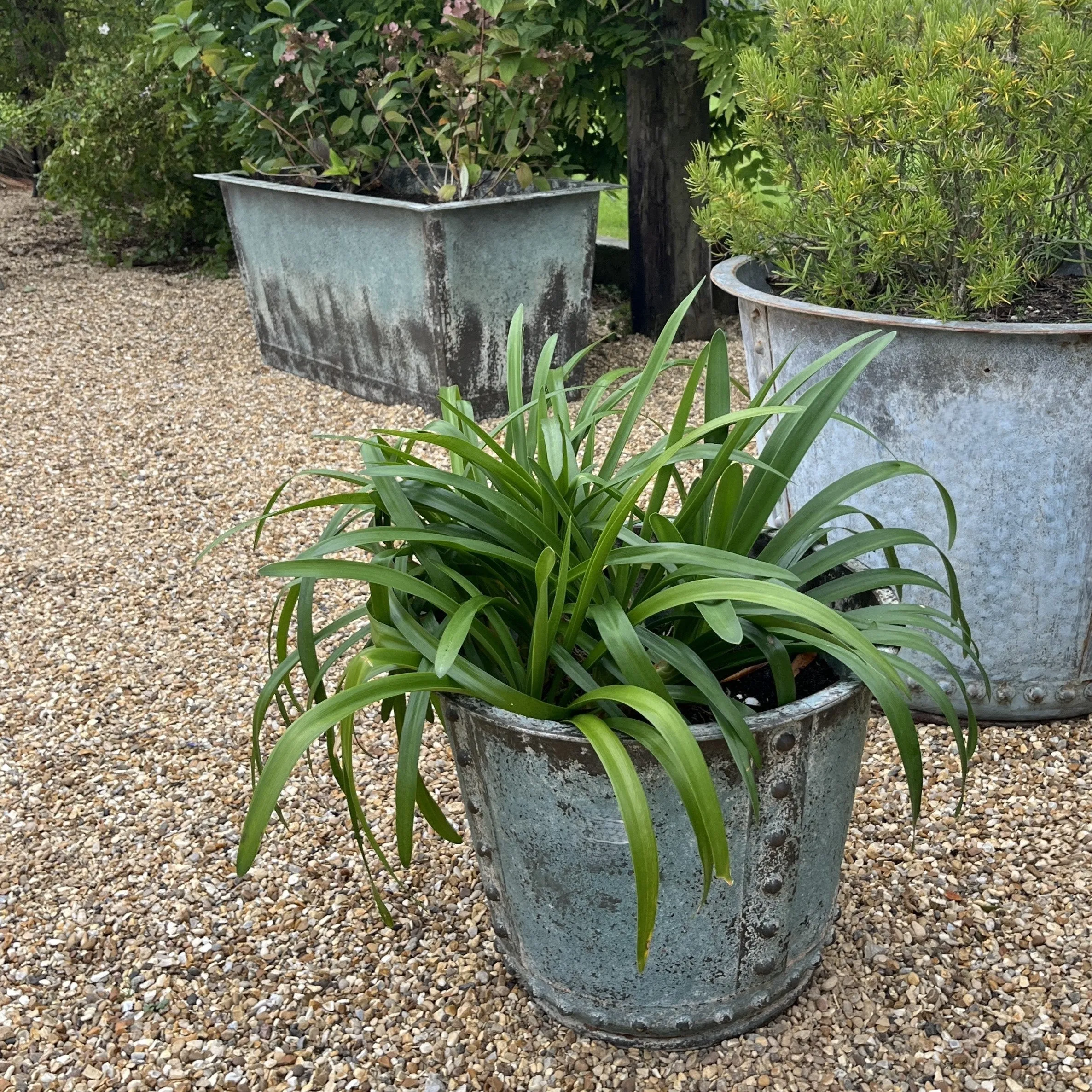 Rustic Verdigris Studded Iron Planter